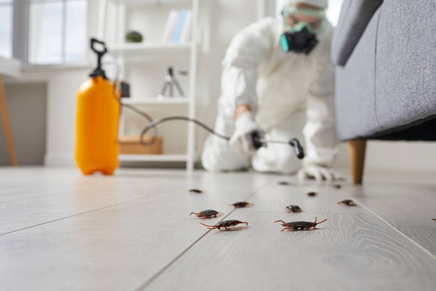 Commercial Rodent Management in Cottonwood